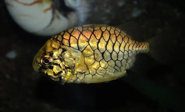 Ananás Peixes Cleidopus Gloriamaris Fotografia Subaquática Ananás Peixes Amarelo Natação — Fotografia de Stock