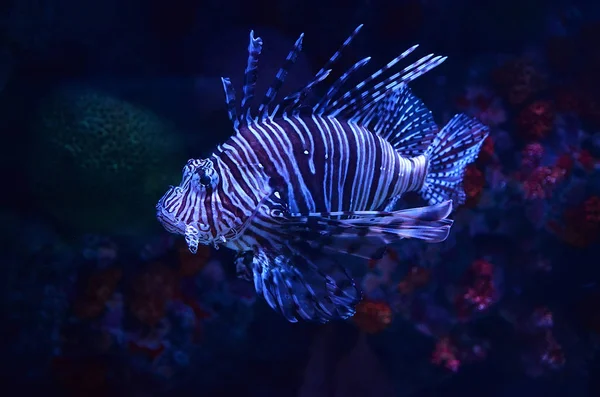 Lion Fish Swimming Marine Life Underwater Ocean Beautiful Red Lion — Stock Photo, Image