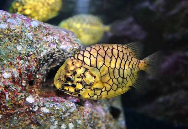 菠萝鱼或清水鱼 水下摄影菠萝鱼黄色游泳海洋生物水下海洋 — 图库照片