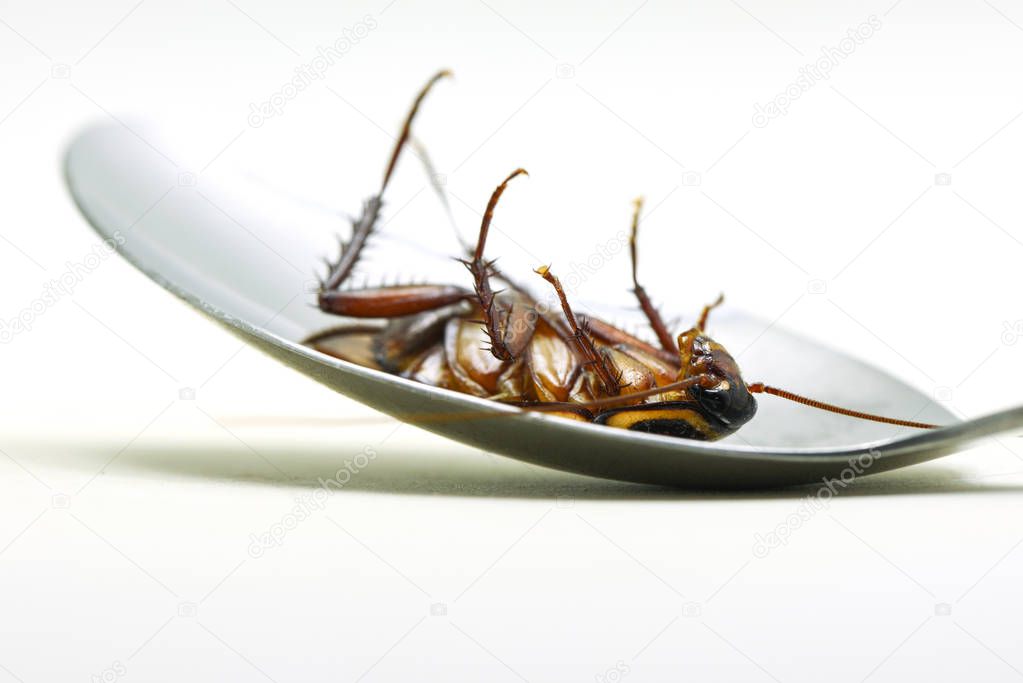 cockroach isolated / lying dead of cockroach insect on spoon isolated on white background / insecticide products (Blatta lateralis)