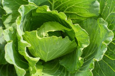 lahana arka plan / yeşil vegetabl