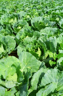 lahana arka plan / yeşil vegetabl