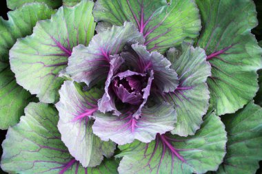 lahana sebze doku arka plan / renkli süs lahana Mor çiçek ya da kale ekili için dekoratif bahçe / taze bir mor lahana - brassica oleracea