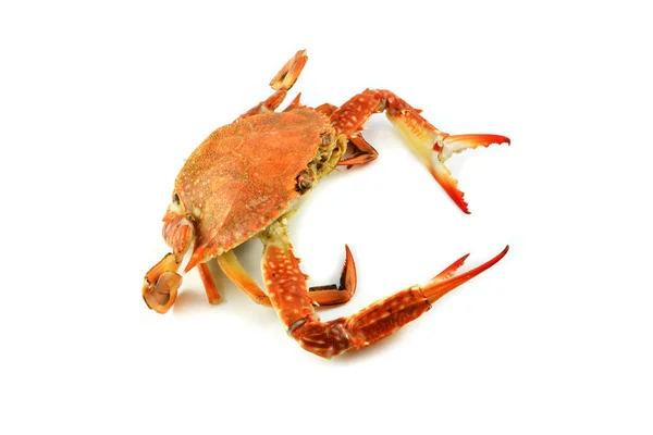 Steam Crab Isolated White Background Cooked Crab Steamed Seafood Ready — Stock Photo, Image