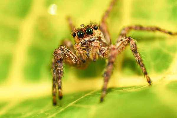 Skákavka Krásné Zblízka Skákání Pavouk Barevné Přírodní Zelené Listy Rostlin — Stock fotografie