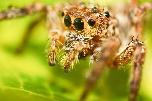 ハエトリグモ美しいマクロ昆虫 自然の緑葉植物背景 多彩なハエトリグモのクローズ アップ — ストック写真