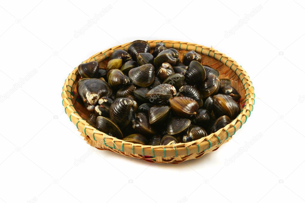 Shellfish such as clams isolated / Freshwater shell bivalve on basket and on white background 