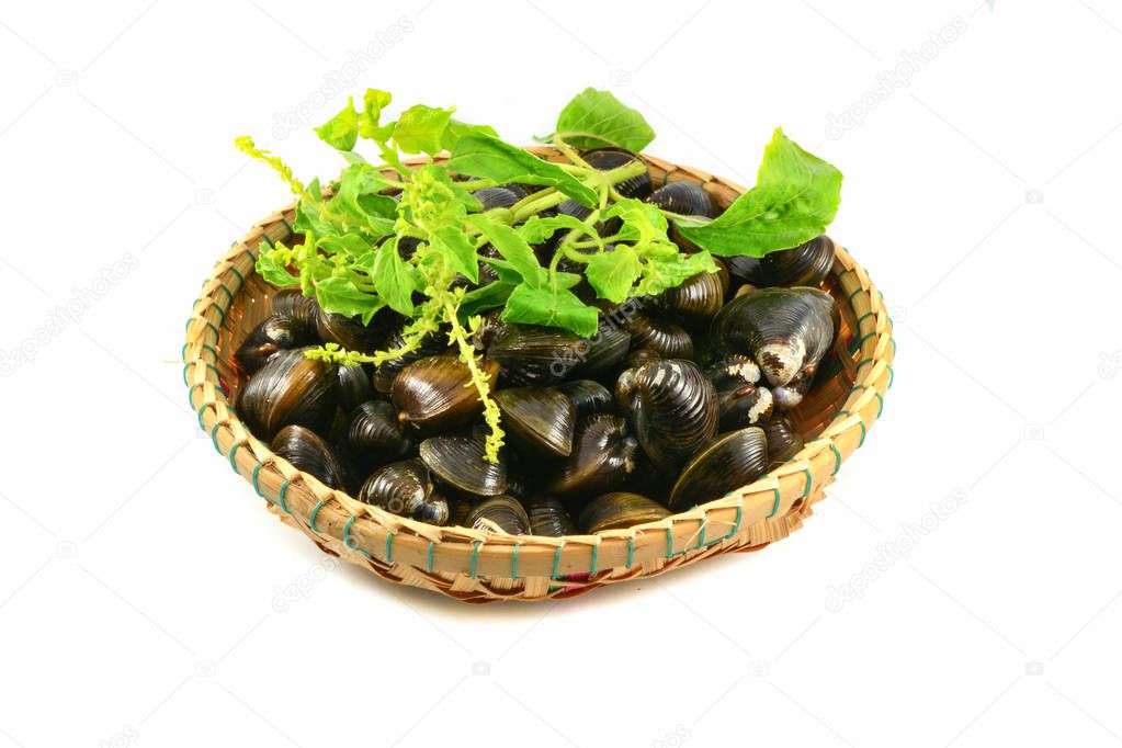 Shellfish such as clams isolated / Freshwater shell bivalve and holy basil on basket and on white background 