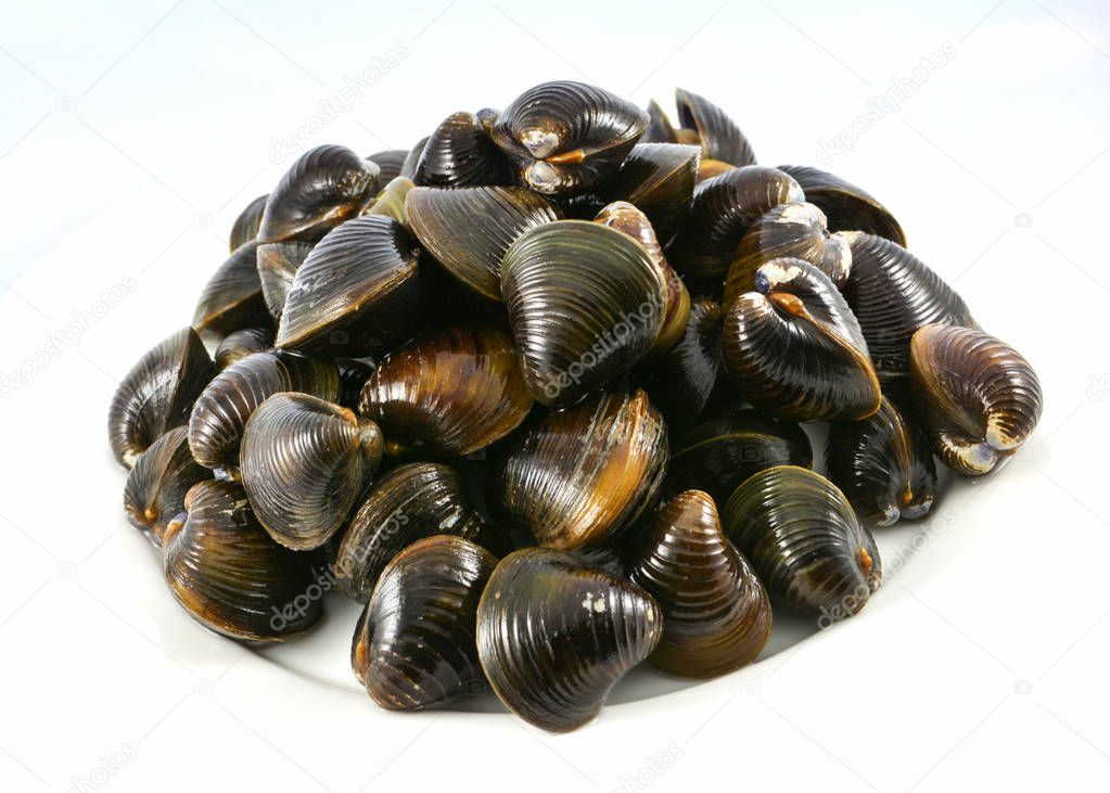 Shellfish such as clams isolated / Freshwater shell bivalve on white background 