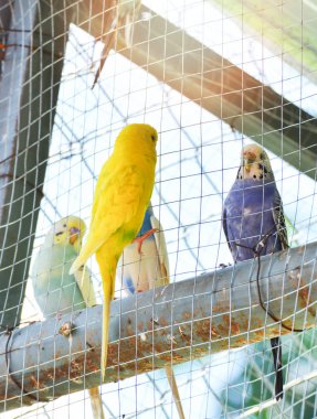 papağan kafes / mavi ve sarı muhabbet kuşu papağan evde beslenen hayvan kuş - muhabbet kuşu muhabbet kuşu ortak içinde belgili tanımlık kafes kuş gruptaki