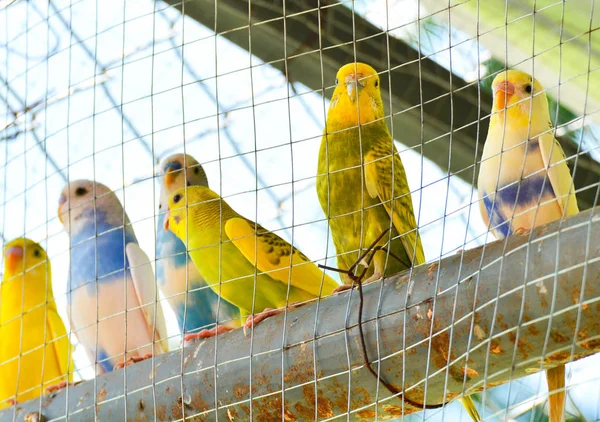 Papagaio Gaiola Pássaro Estimação Papagaio Azul Amarelo Budgie Periquito Budgerigar — Fotografia de Stock