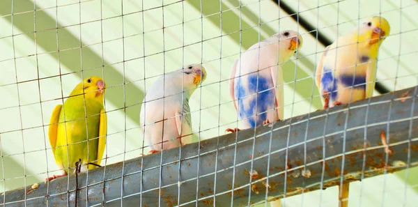 Papağan Kafes Mavi Sarı Muhabbet Kuşu Papağan Evde Beslenen Hayvan — Stok fotoğraf