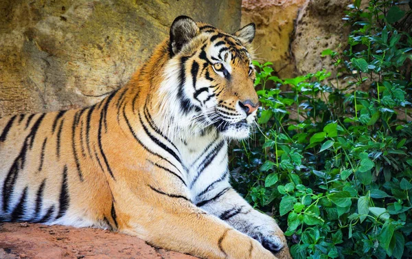 Tygrys Bengalski Leżącego Skale Zrelaksować Się Letni Dzień Parku Narodowym — Zdjęcie stockowe