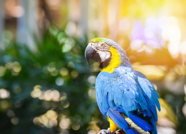 Macaw Uccelli Pappagallo Colorato Blu Giallo Macaw Uccelli Albero Ramo — Foto Stock