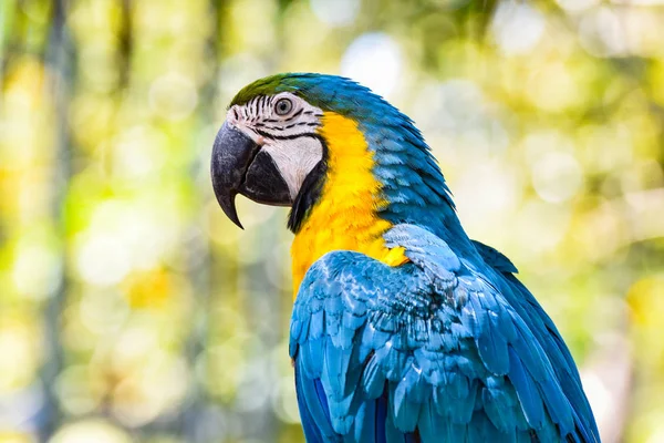 Macaw Uccelli Pappagallo Colorato Blu Giallo Macaw Uccelli Albero Ramo — Foto Stock