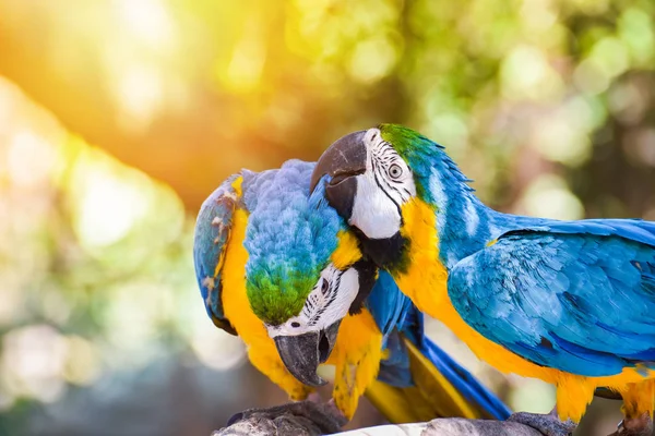 couple macaw birds parrot love / colorful of blue and yellow macaw birds on branch tree - beautiful parrot bird jungle on nature green background - yellow blue wing macaw ara ararauna