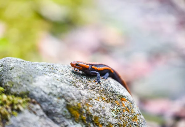 Salamander Auf Dem Felsen Reptil Krokodilsalamander Entdeckte Orangefarbene Und Schwarze — Stockfoto