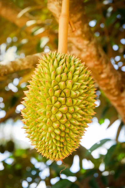 Fruta Del Durian Árbol Fruta Tropical Joven Fresca Del Durian — Foto de Stock