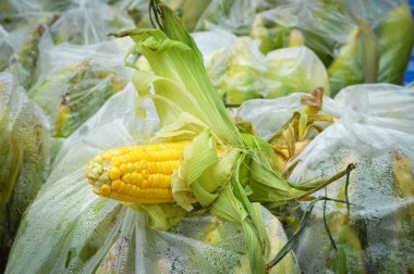 Tatlı Mısır koçanı / taze organik Mısır piyasalarda Satılık çantada