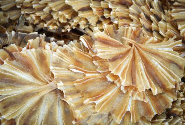 Kurutulmuş balık daire / balık ve suda yaşayan hayvanlar yiyecek korunması kurutulmuş deniz ürünleri