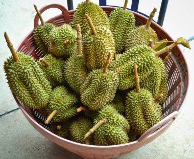 Durian durian Tay / taze meyve sepet yerel Satılık durian bahçesinden Tayland tropikal meyve pazarlar