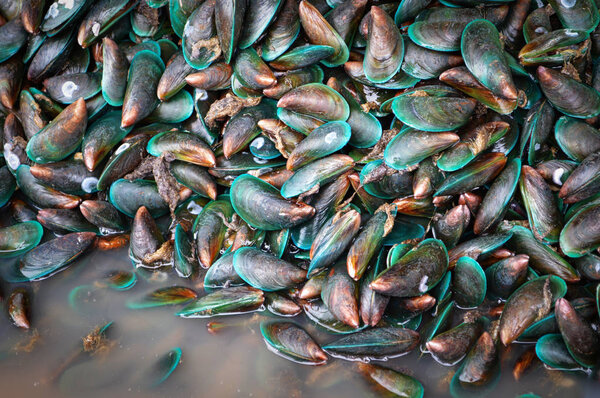 Mussel shell background / pile green mussel for sale on the market - Asian green mussel seafood shell in the fish market background