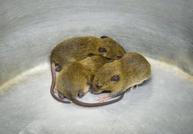 bebek fare kapanı / Grup üç bebek kürk kahverengi fare kapanı kova alüminyum depo gözündeki - vahşi Rattus norvegicus sıçan 