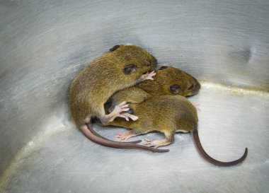 bebek fare kapanı / Grup üç bebek kürk kahverengi fare kapanı kova alüminyum depo gözündeki - vahşi Rattus norvegicus sıçan