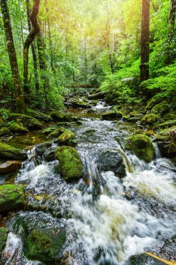 bitki tropikal akışı şelale orman / doğa yeşil bitki ağaç rainforest tropikal orman küçük şelale nehir dağlar - sabah akışından rock ile peyzaj yeşil orman ağaçları 