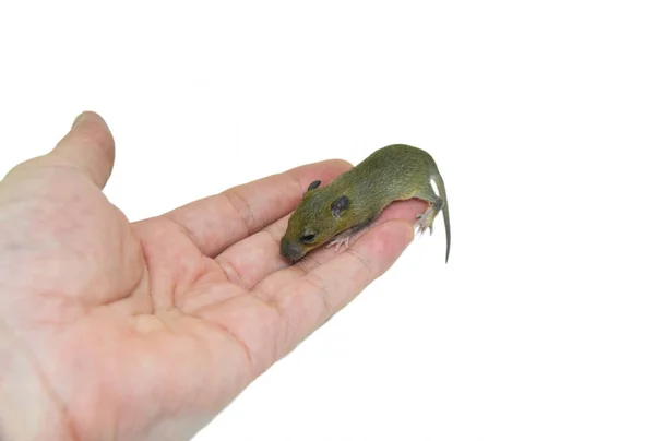 Baby Ratte Der Hand Erbärmliches Babyfell Braune Rattenfalle Der Hand — Stockfoto