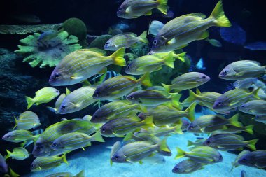 Mavi çizgili balığı balık / deniz yaşamı sualtı okyanus (Lutjanus kasmira yüzme mavi çizgili snapper, okul) 