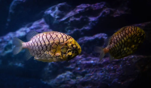 Ananás Peixes Cleidopus Gloriamaris Fotografia Subaquática Ananás Peixes Amarelo Natação — Fotografia de Stock