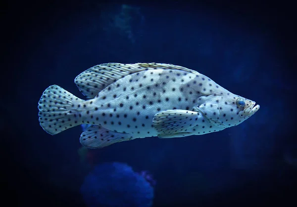 Barramundi Kabeljauw Grouper Vis Zwemmen Mariene Leven Onderwater Oceaan Vis — Stockfoto