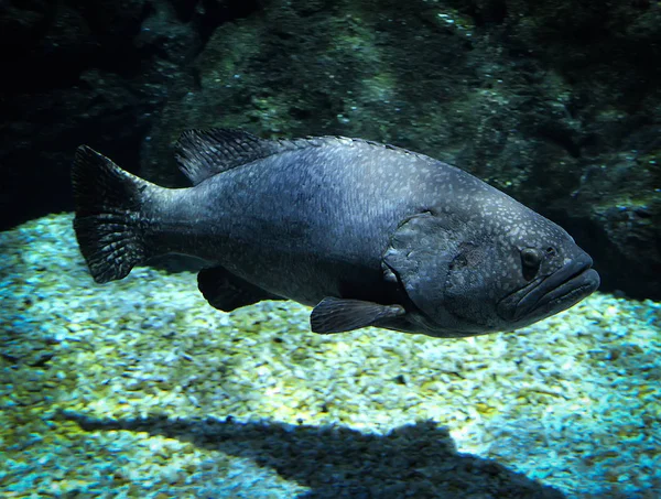 巨型石斑鱼 龙或巨型石斑鱼游泳海洋生物水下海洋 昆士兰石斑鱼 — 图库照片