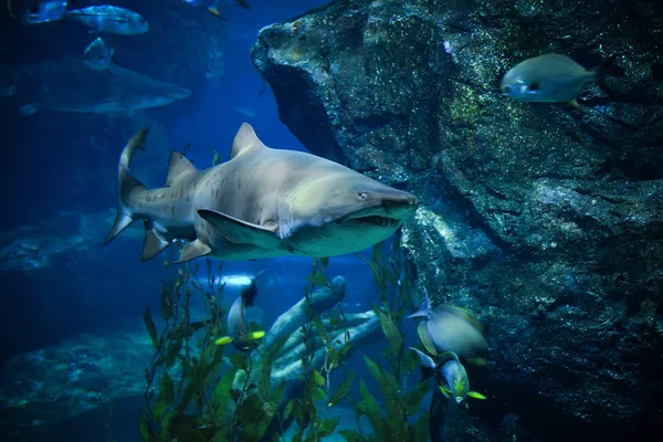 Hai Bild Unter Wasser Weißer Hai Schwimmt Meereslebewesen Unter Wasser — Stockfoto