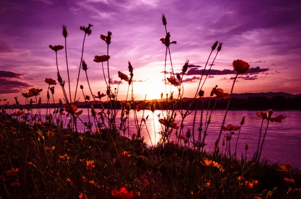 stock image grass and flower purple colorful dramatic sunset sky on riverside - marigold flower foreground with filter purple color on nature river selective focus 