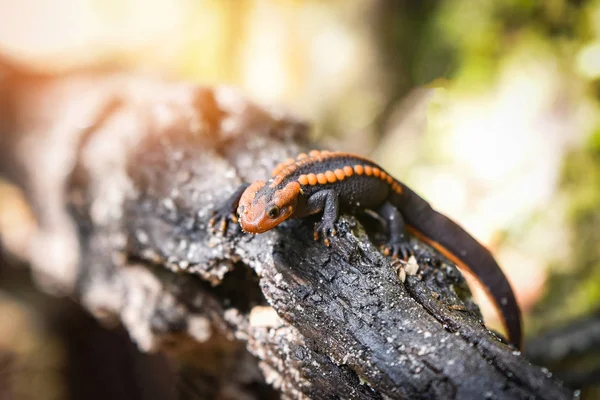 Madera Salamandra Vida Silvestre Reptil Cocodrilo Salamandra Manchado Naranja Negro — Foto de Stock