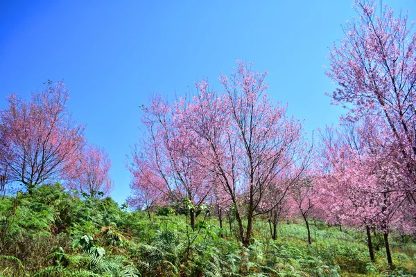 wild himalayan cherry blooming/ pink tree of cherry blossom or sakura flower - wild himalayan cherry blooming on hill in winter at Phu Lom Lo Loei and Phitsanulok of Thailand