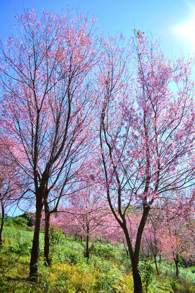 Cereja Himalaia Selvagem Florescendo Árvore Rosa Flor Cereja Flor Sakura — Fotografia de Stock