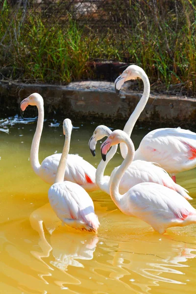 フラミンゴ鳥のファーム 水の池 ケージ動物園野生動物保護区で鳥のフラミンゴの群れにフラミンゴ大きな鳥が大きいピンクのグループ — ストック写真