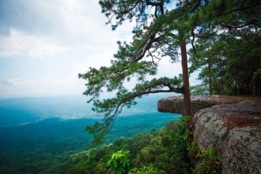 çam ağacı cliff Pha Lomsak Phu Kradueng Ulusal Park Loei Tayland / Kradueng dönüm noktası peyzaj 