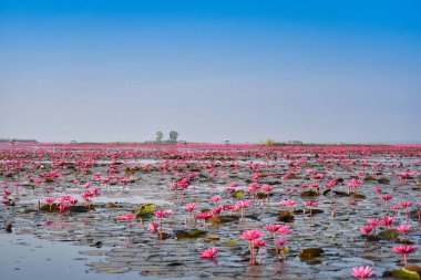 Udon Thani Tayland kırmızı ya da pembe alan nehir yüzey su Gölü üzerinde pembe Nilüfer lotus alan / sabah sis - Lotus Kızıldeniz nilüferler Simgesel Yapı udonthani Tayland pembe doğa manzara