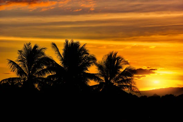 Silhouette Baum Sonnenuntergang Kokospalmen Tropische Pflanze Baum Auf Silhouette Sonnenuntergang — Stockfoto