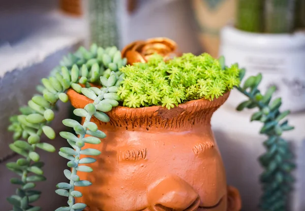 Sedum Nudum Aiton Cactus Planta Suculenta Miniatura Maceta Decorar Casa —  Fotos de Stock