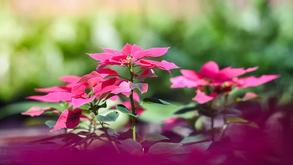 Giardino Dei Fiori Rosa Fiori Rosa Poinsettia Che Sbocciano Nel — Foto Stock