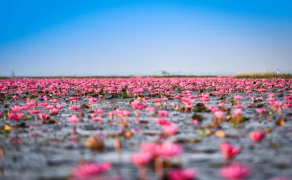 Udon Thani Thailand Red Pink Field River Rosa Seerose Lotusfeld — Stockfoto