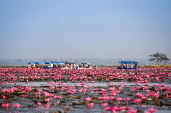Udon Thani Thailand Red Pink Field River Rosa Seerose Lotus — Stockfoto