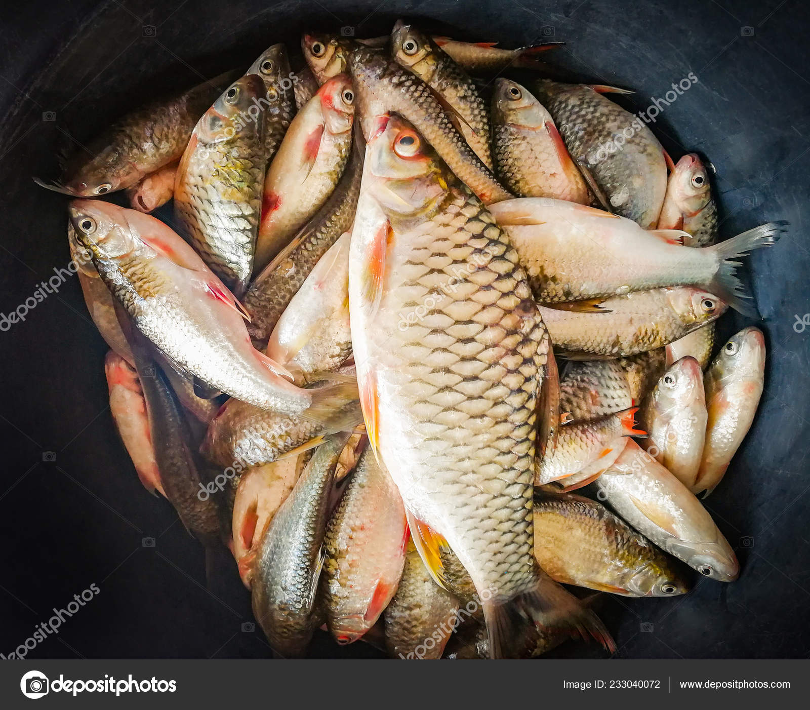 Freshwater Fish Bucket River Fish Java Barb Silver Barb Other