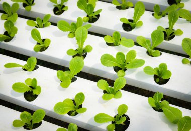 sebze hydroponic sistemi / genç ve taze sebze yeşil çünkü marul salata büyüyen hydroponic bahçe çiftlik salata su sera organik bitki sağlık gıda için tarımda toprak olmadan