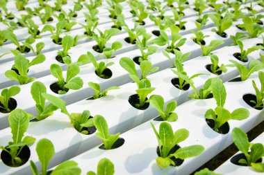 sebze hydroponic sistemi / genç ve taze sebze yeşil çünkü marul salata büyüyen hydroponic bahçe çiftlik salata su sera organik bitki sağlık gıda için tarımda toprak olmadan